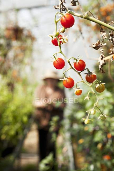 Tomates cerises dans une serre pendant la journée — Photo de stock