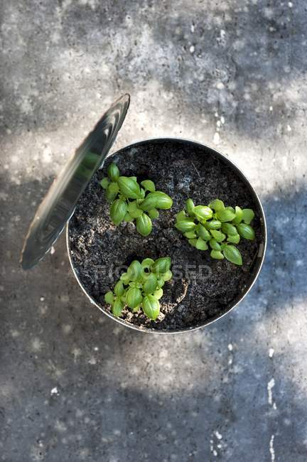 Basilikum wächst in Zinn — Stockfoto