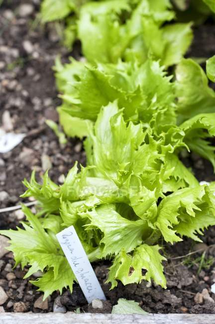 Young iceberg lettuce plants — Stock Photo