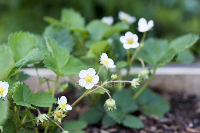 Closeup view of strawberry plants with flowers — Stock Photo