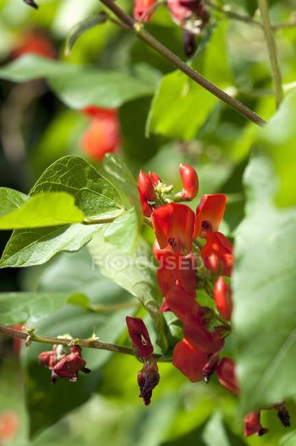 Runner bean flowers on the plant outdoors during daytime — Stock Photo