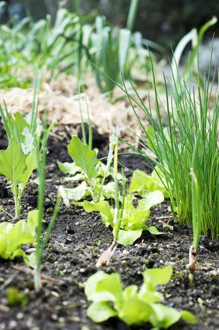 Cama de legumes no jardim ao ar livre durante o dia — Fotografia de Stock