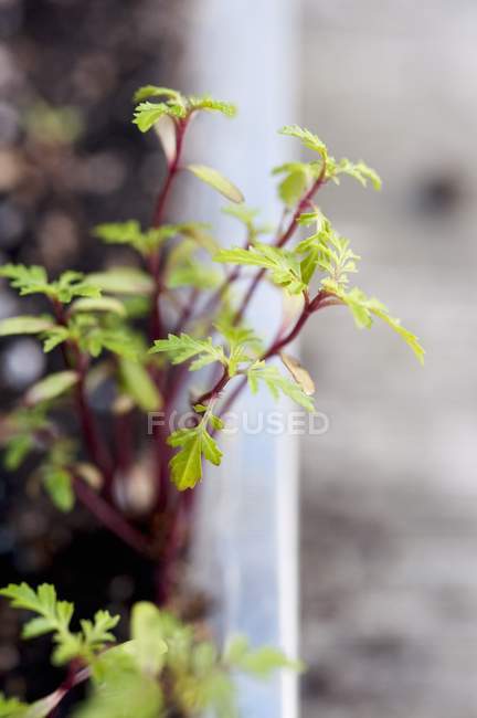 Vista de cerca de una gema plantas de caléndula en el jardín - foto de stock