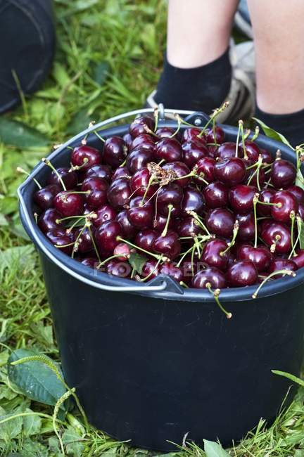 Bucket of fresh picked cherries — Stock Photo