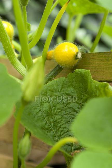 Squash growing on plant — Stock Photo
