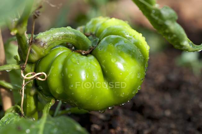Green pepper with water droplets — Stock Photo