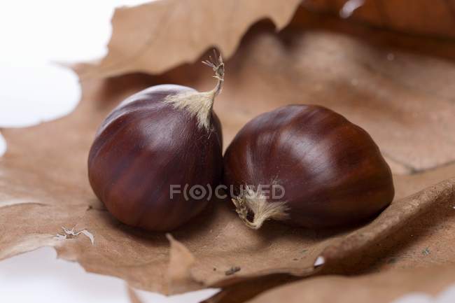 Chestnuts on autumn leaf — Stock Photo