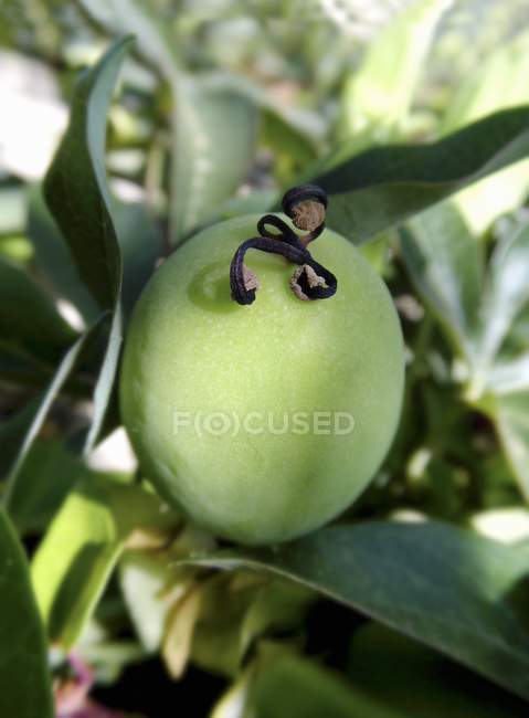 Fruta de la pasión que crece en planta - foto de stock