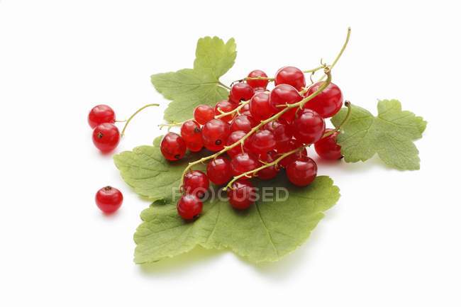 Groselhas vermelhas maduras em folhas — Fotografia de Stock