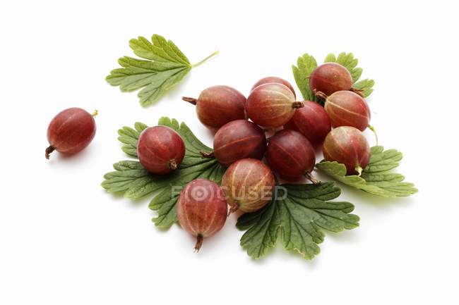 Fresh Gooseberries with leaves — Stock Photo