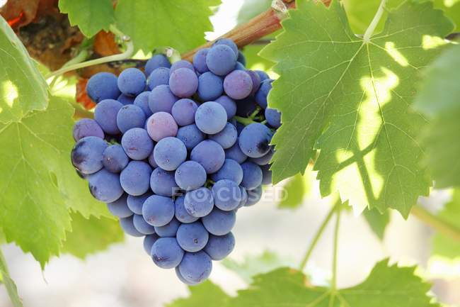 Uvas que crecen en plantas - foto de stock