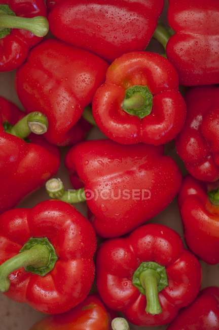 Fresh red peppers — Stock Photo