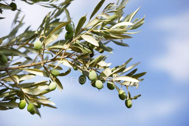 Оливки, растущие на дереве — стоковое фото
