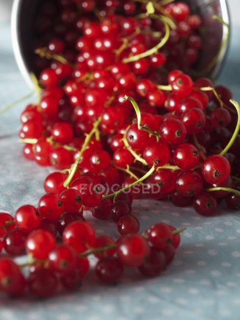 Ribes rosso in secchio non tornito — Foto stock