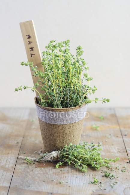 Thyme growing in pot — Stock Photo