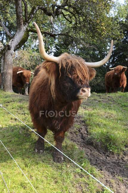 Vista diurna degli altopiani scozzesi bovini in campo — Foto stock