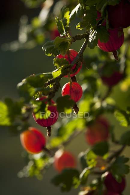 Червона аґрус, що росте на кущі — стокове фото