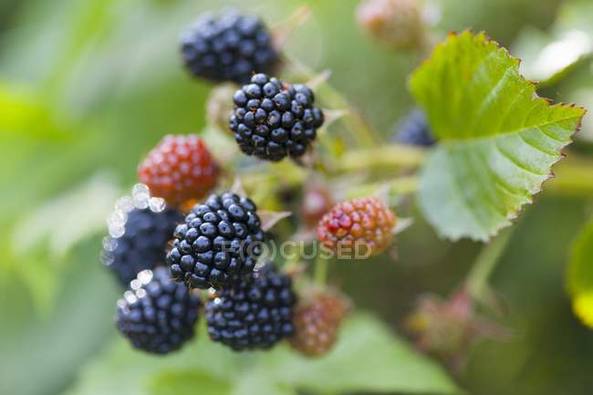 Blackberries growing on Plant — Stock Photo
