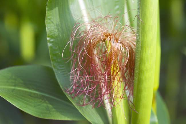 Кукурудзяна рослина в полі — стокове фото