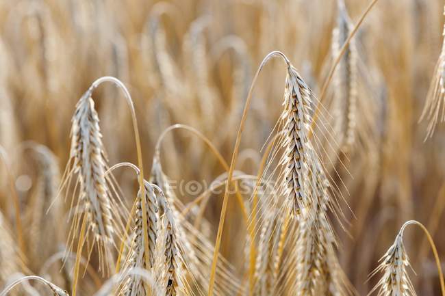 Крупный план ржаных ушей в поле — стоковое фото