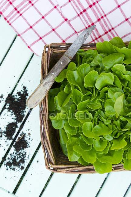 Foglie di insalata in cesto di vimini — Foto stock