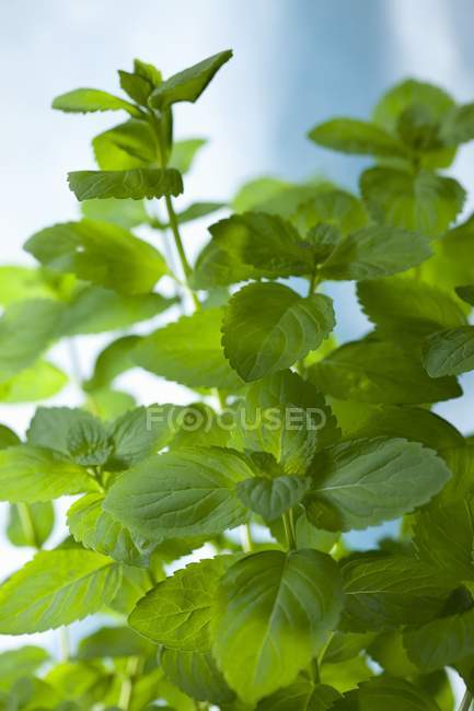 Mint plants growing — Stock Photo