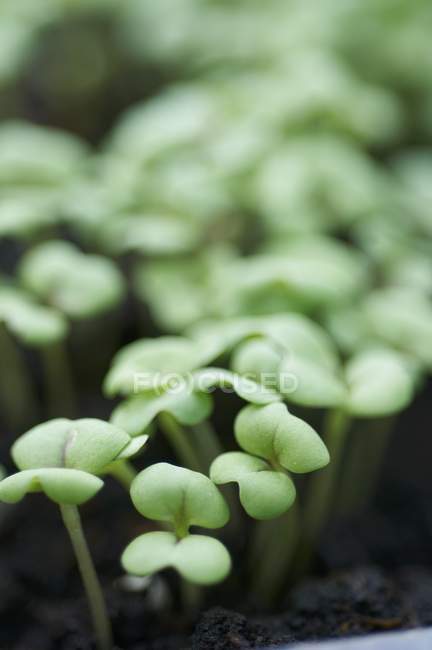 Grüne Karottensprossen mit verschwommener Oberfläche — Stockfoto