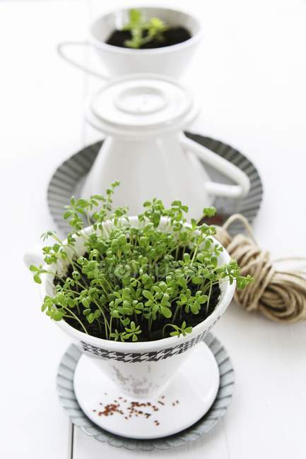 Herbs and herb decoration — Stock Photo