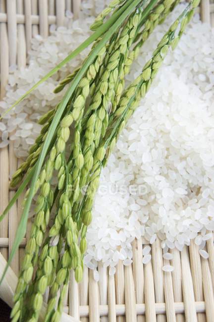Orejas de arroz y granos - foto de stock