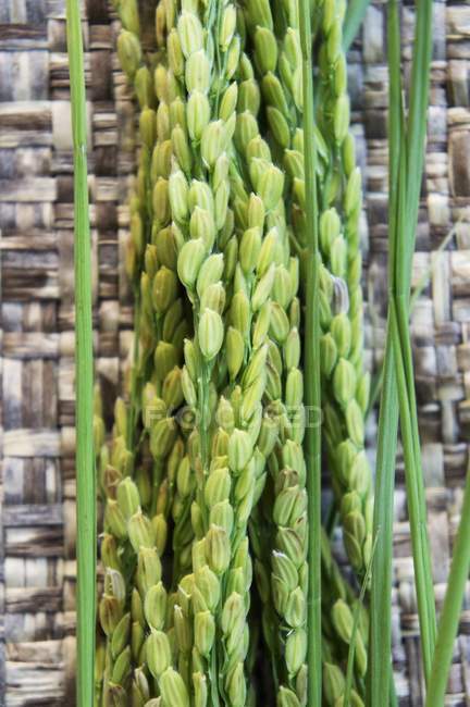 Orelhas verdes frescas de arroz — Fotografia de Stock