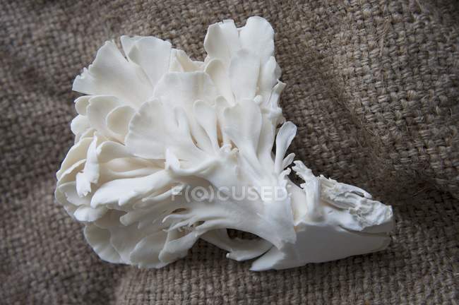 Oyster mushroom on jute — Stock Photo