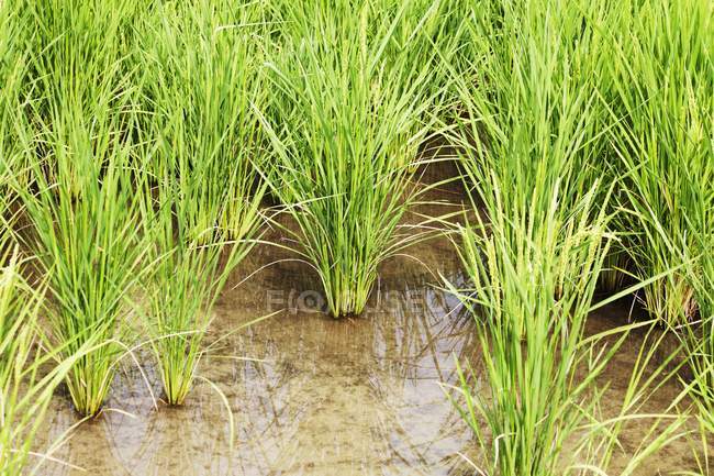Campo agrícola de arroz - foto de stock
