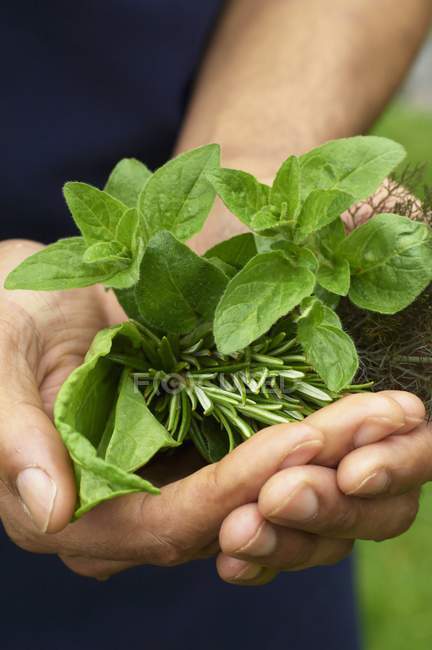Vista close-up de mãos segurando ervas verdes frescas — Fotografia de Stock