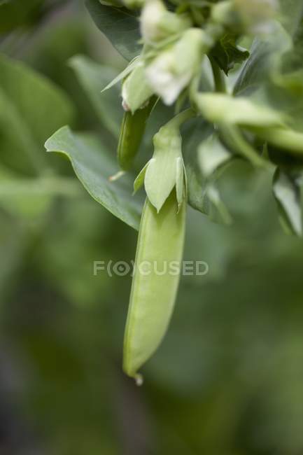 A sugar snap pea pod on the plant outdoors during daytime — Stock Photo