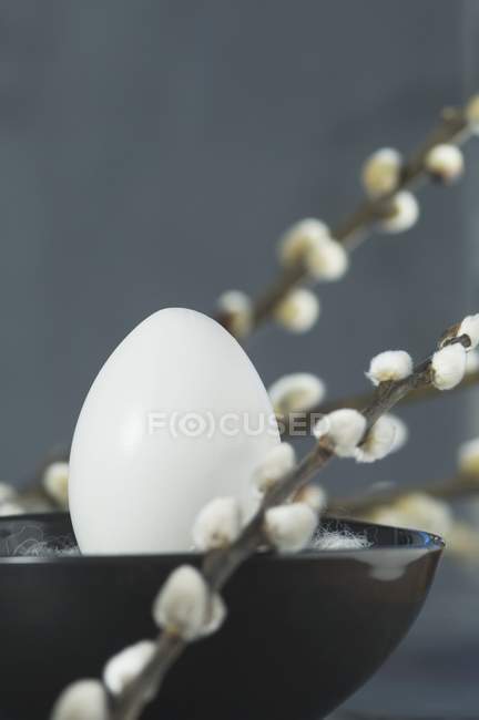 Крупный план белого яйца в миске между ветками киски ивы — стоковое фото