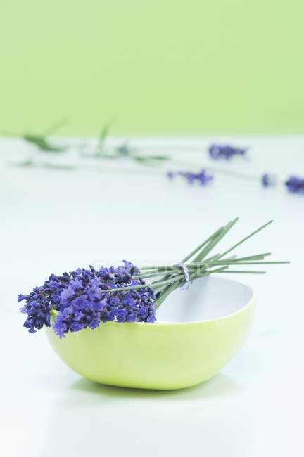 Bunch of lavender in a bow — Stock Photo