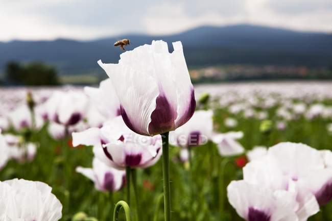 Крупним планом вид на поле з білими і фіолетовими маковими квітами — стокове фото
