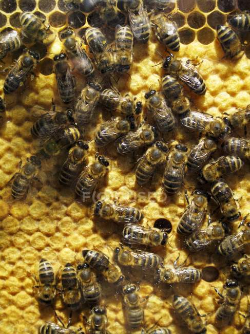 Abeilles en nid d'abeilles à l'extérieur — Photo de stock