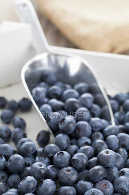Blueberries in wooden crate — Stock Photo