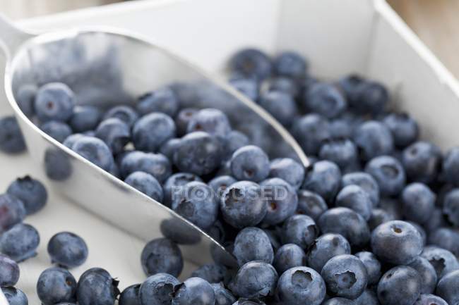 Blueberries in wooden crate — Stock Photo