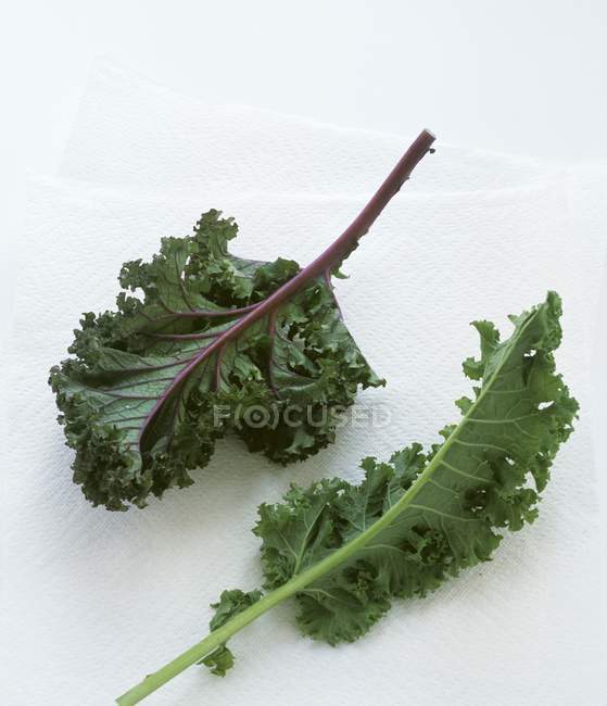 Свежие листья капусты — стоковое фото