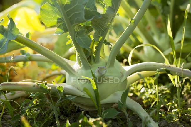 Kohlrabi growing in vegetable garden — Stock Photo