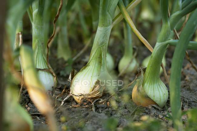 Vue rapprochée de la croissance des oignons dans le sol — Photo de stock