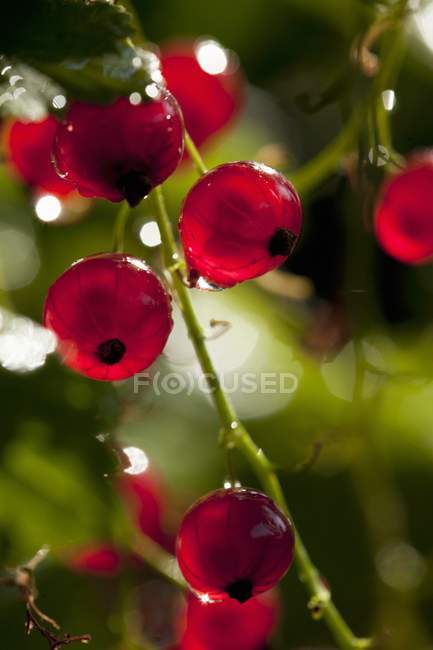 Grosellas rojas creciendo en los arbustos - foto de stock