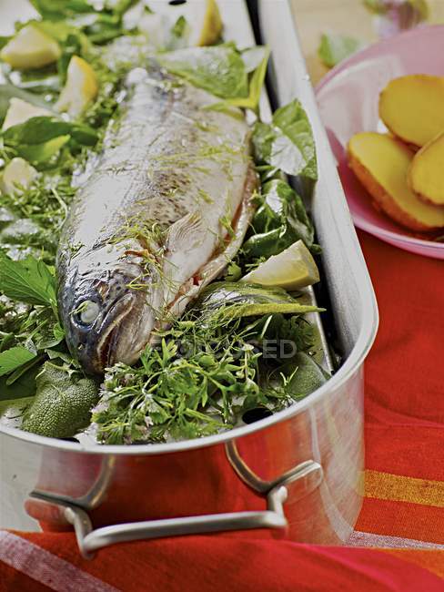 Baked trout on bed of herbs — Stock Photo