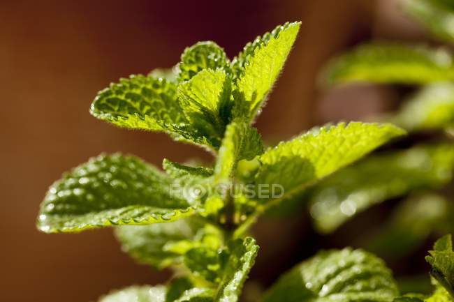 Hortelã planta crescente — Fotografia de Stock