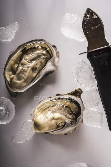 Nahaufnahme von frisch geöffneten Austern — Stockfoto