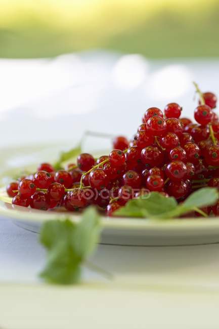 Plate of fresh redcurrants — Stock Photo