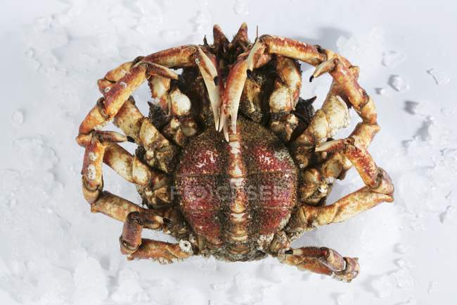 Closeup view of one Galician female spider crab in water — Stock Photo