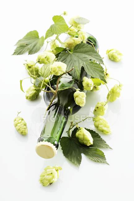 Closeup view of beer bottle with tendrils of hops — Stock Photo